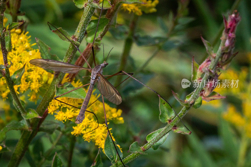 欧洲鹤蝇(Tipula paludosa)，大草原鹤蝇。